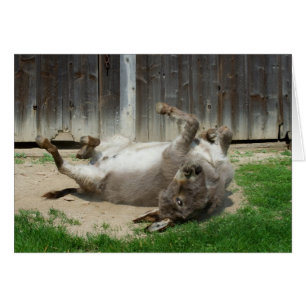 Cartão Donkey Tendo Um Banho