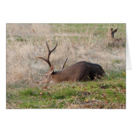 Cartão Dormindo Buck/Me Acordar Para O Bolo