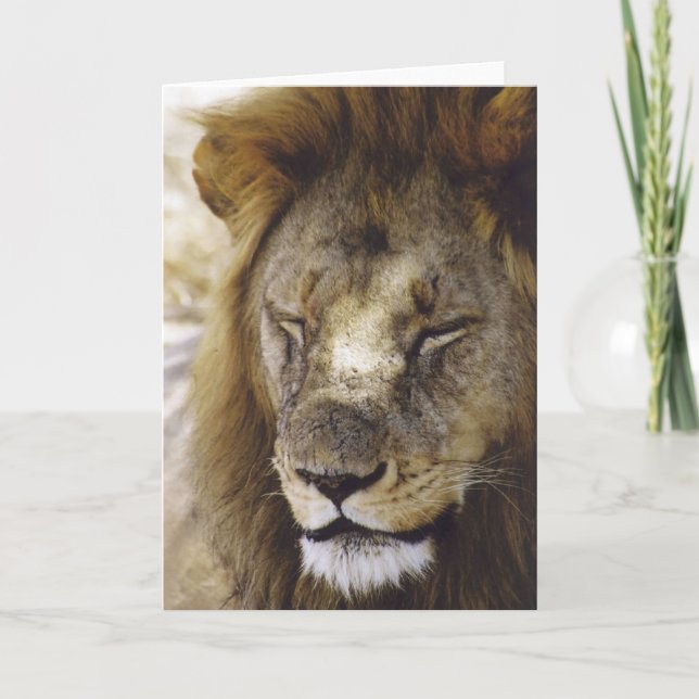 Cartão Dormir Simba (leão) (Frente)