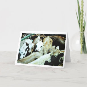 Cartão dos bebês da vaca