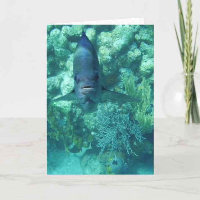 Cartão dos Cara-à-Peixes (Frente)