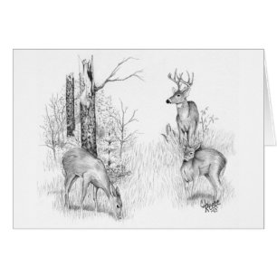 Cartão dos cervos de Whitetail