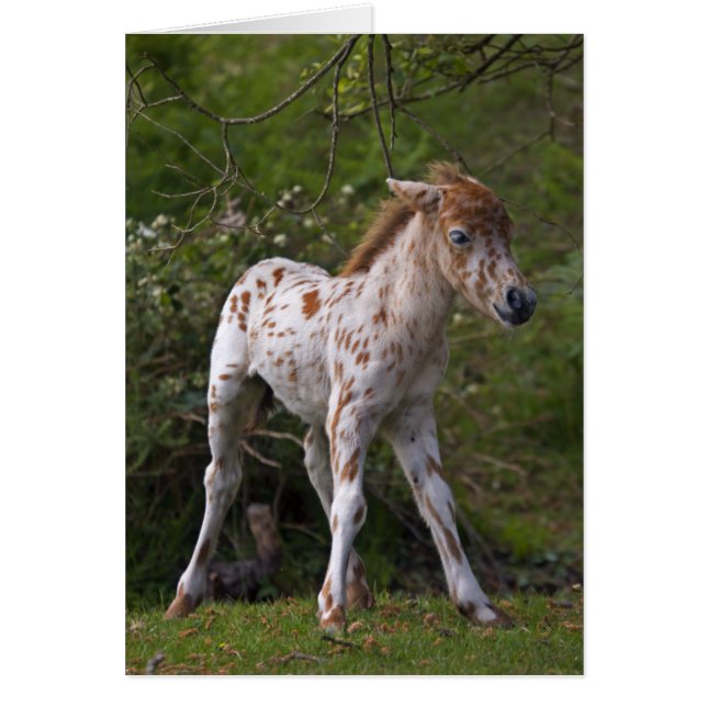 Cartão dos Freckles (Frente)