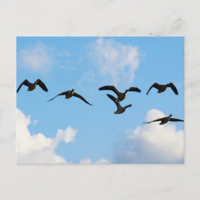 Cartão dos gansos do vôo (Frente)