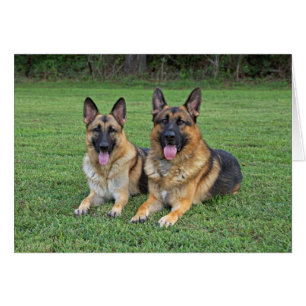 Cartão dos german shepherd