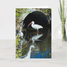Cartão dos íbis e do Egret nevado