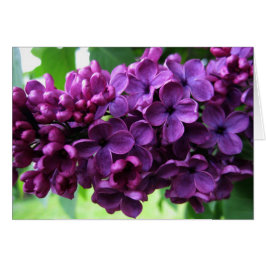 Cartão dos Lilacs