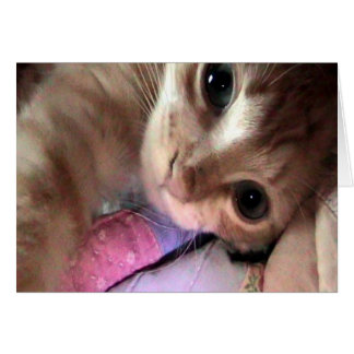 Cartão dos olhos azuis do purr-c