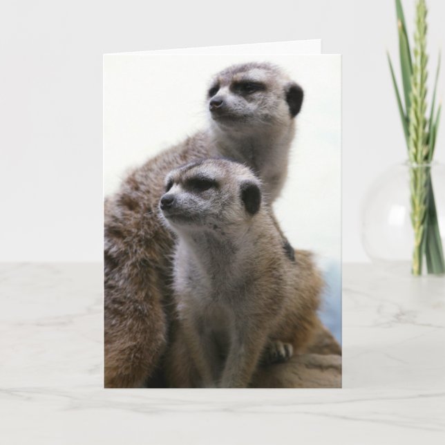 Cartão dos pares de Meerkat (Frente)