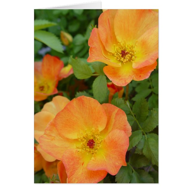 Cartão dos rosas da chama do outono (Frente)