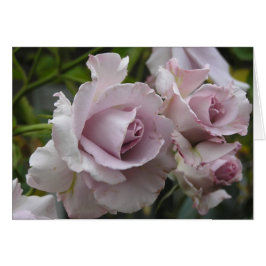 Cartão dos rosas da lavanda