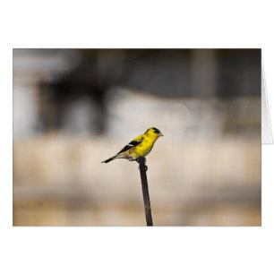 Cartão Dourado do passarinho