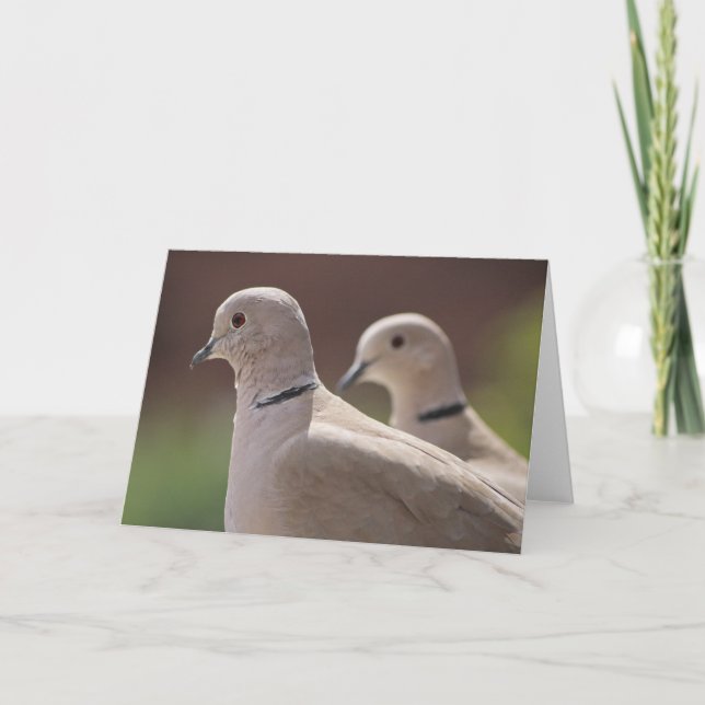 Cartão Doves in Love (Frente)