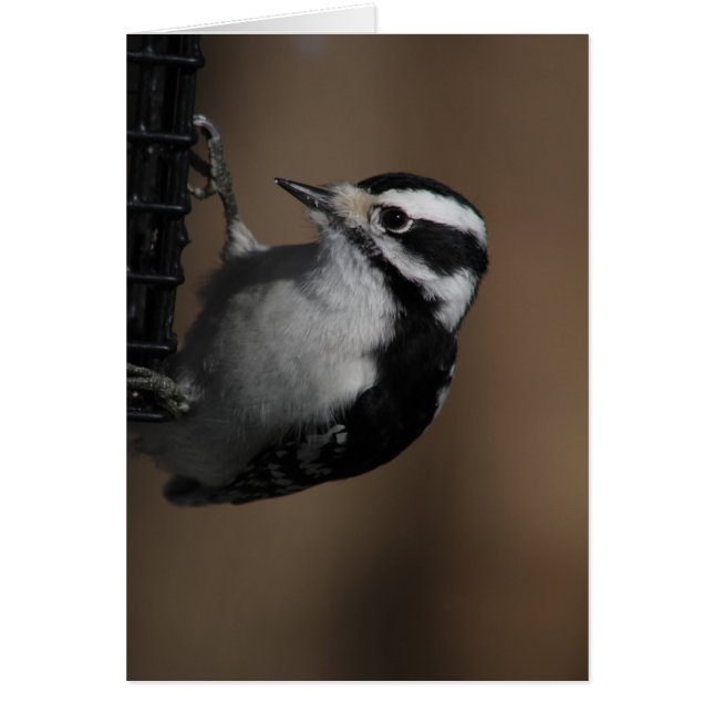 Cartão Downy Woodpecker (Frente)