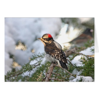 Cartão Downy Woodpecker