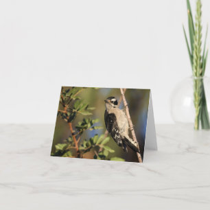 Cartão Downy Woodpecker - Joe Sweeney - card