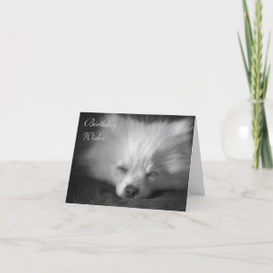 Cartão Dozing Pomeranian birthday card