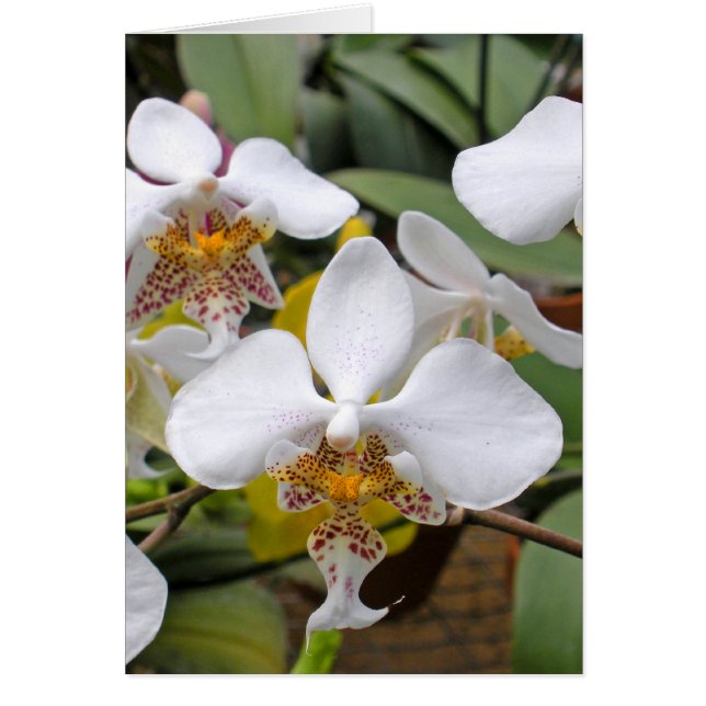 Cartão Dragões Brancos (Frente)