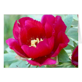 Cartão Dragões, TIgers e Peonies II