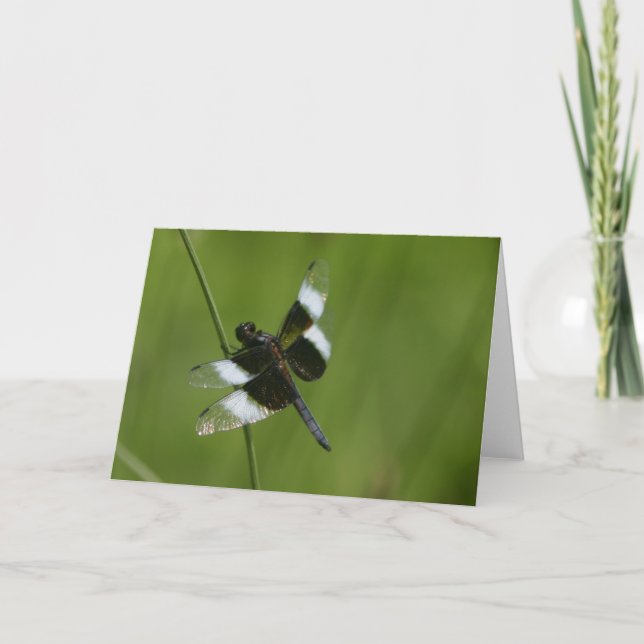 Cartão Dragonfly (Frente)