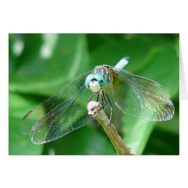 Cartão Dragonfly (Frente Horizontal)
