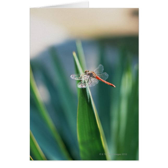 Cartão Dragonfly (Frente)