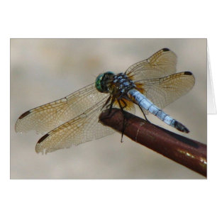 Cartão Dragonfly
