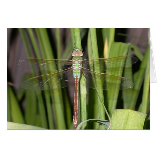 Cartão Dragonfly (Frente Horizontal)