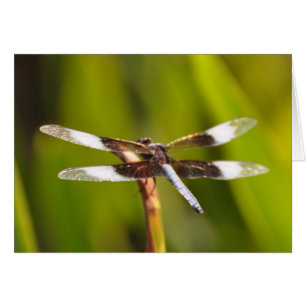 Cartão Dragonfly com WIngs Sparkly