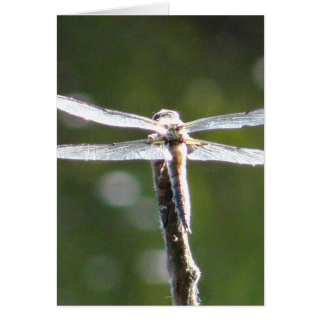 Cartão Dragonfly de cinza clara (Frente)