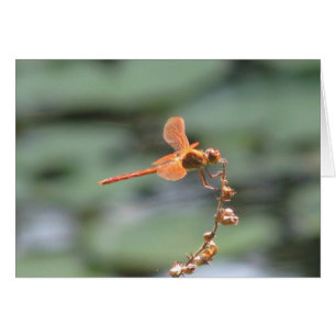 Cartão Dragonfly Fire
