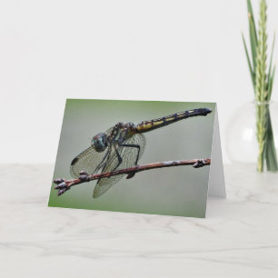 Cartão Dragonfly Greeting Card, Blank Inside