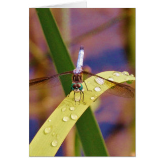 Cartão Dragonfly na folha de chuva