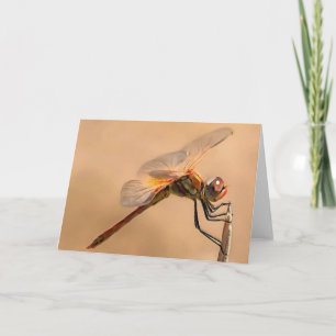 Cartão Dragonfly Pintada Isolada Contra Ecru