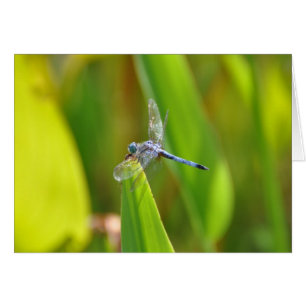 Cartão Dragonfly Sparkly