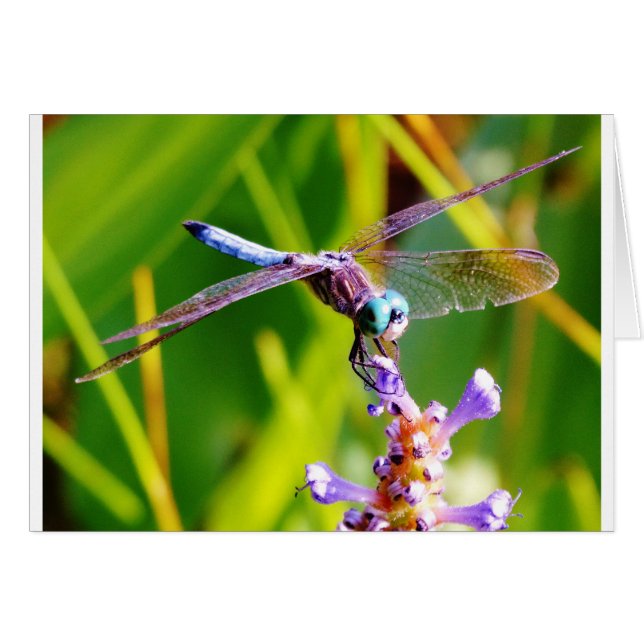 Cartão Dragonfly Teal & Purple (Frente Horizontal)