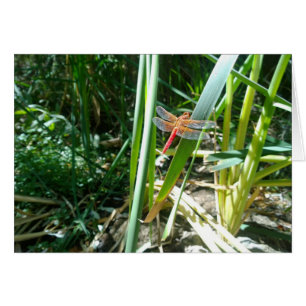 Cartão Dragonfly Vermelha Agarrando uma Folha