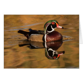 Cartão Drake Wood duck em Ouro Lake
