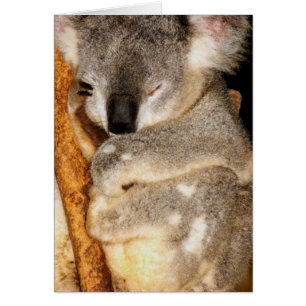 Cartão Dreaming Koala