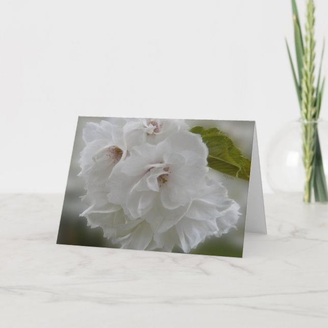 Cartão Dreamy Cherry Blossoms AH2010 (Frente)