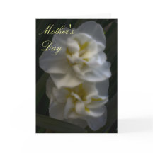 Dreamy Narcissus Daffodils Mãe Day