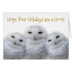 Cartão Dreamy Snowy Owls Christmas Family Have a Hoot