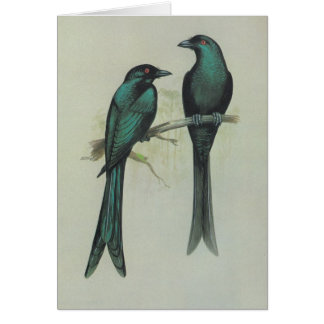 Cartão Drongo Spangled - hottentottus de Dicrurus
