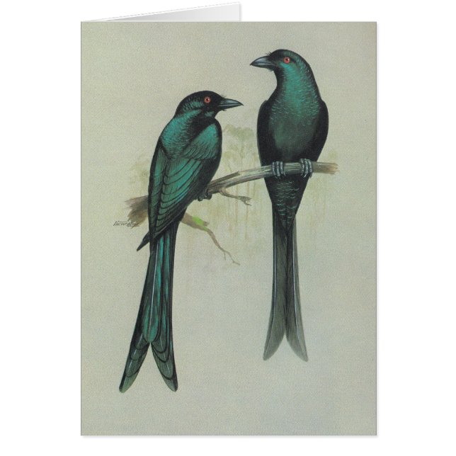 Cartão Drongo Spangled - hottentottus de Dicrurus (Frente)