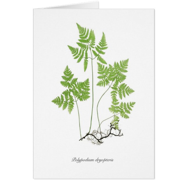 Cartão Dryopteris do Polypodium (Frente)