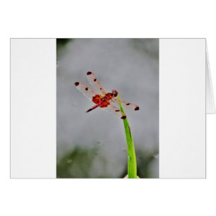 CARTÃO DSC00029.JPG