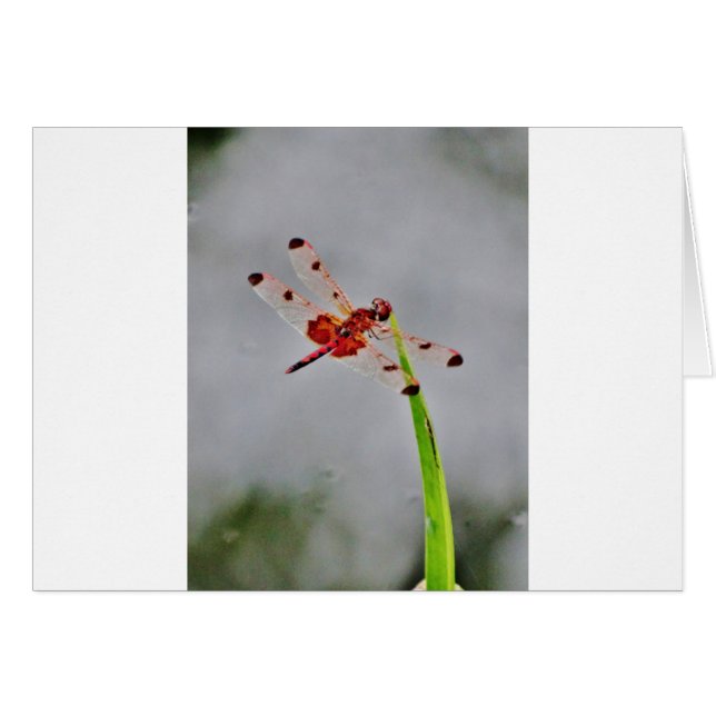 CARTÃO DSC00029.JPG (Frente Horizontal)