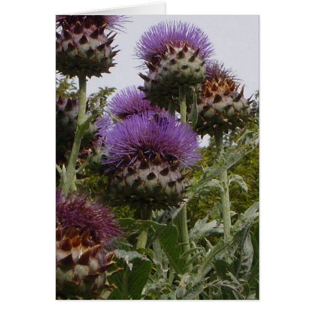 CARTÃO DSC01112 (Frente)