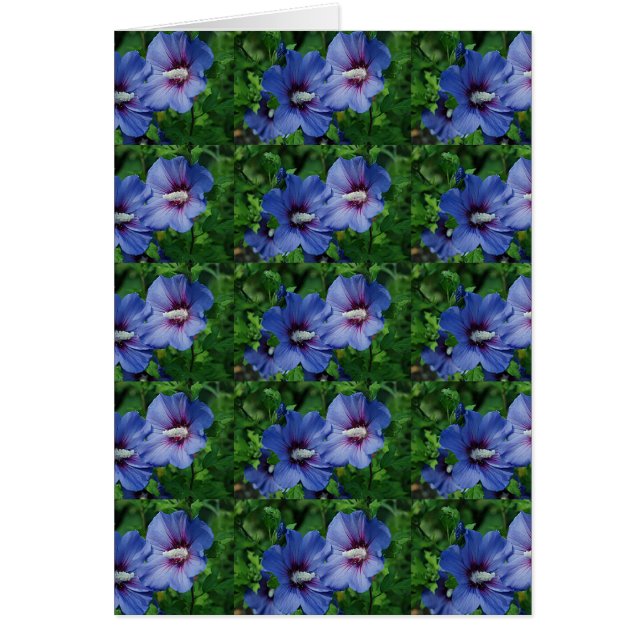 Cartão Duas Flores Azuis de Hibisco na Planta (Frente)