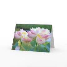 Duas lindas flores de lótus